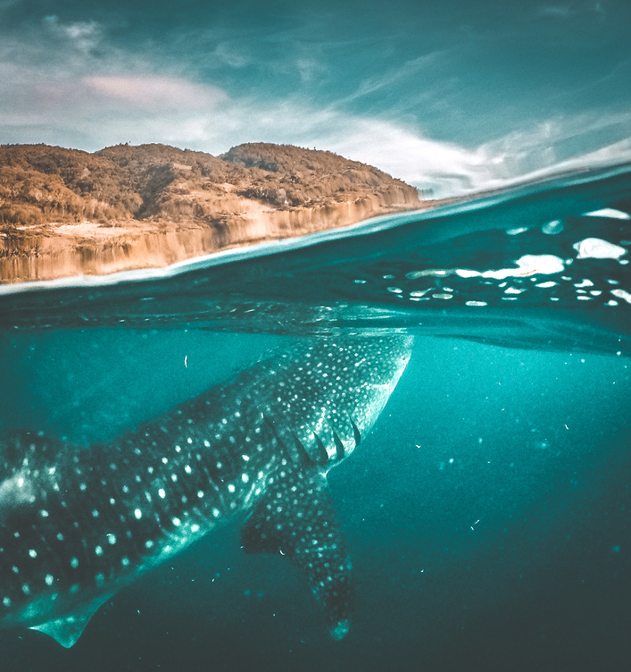 Whale shark watching off the scenic coast of Oslob, Cebu, Philippines